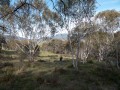 1201-1740 Namadgi (1060166)